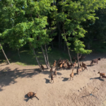 Kamp Horizon - Dunav, Srebrno jezero, Veliko Gradište